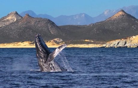 Whales Sea of Cortez