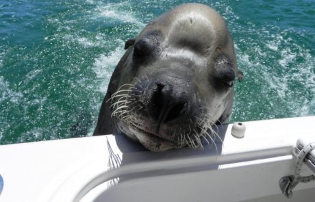 Sea Lion on Boat