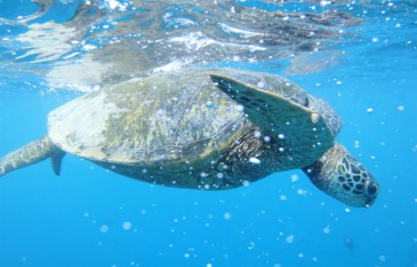 Sea Turtle Los Cabos