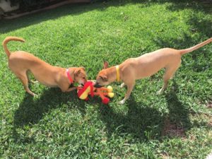 Rescue Animals Los Cabos